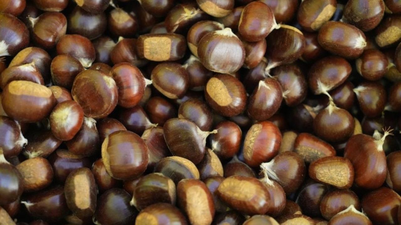 Kastamonu’da Kestane Bereketi! Kilosu 350 Tl’den Alıcı Buluyor (4)