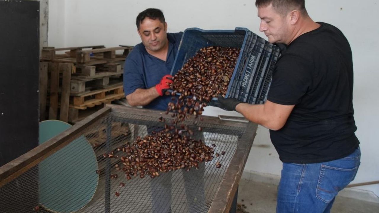 Kastamonu’da Kestane Bereketi! Kilosu 350 Tl’den Alıcı Buluyor (5)