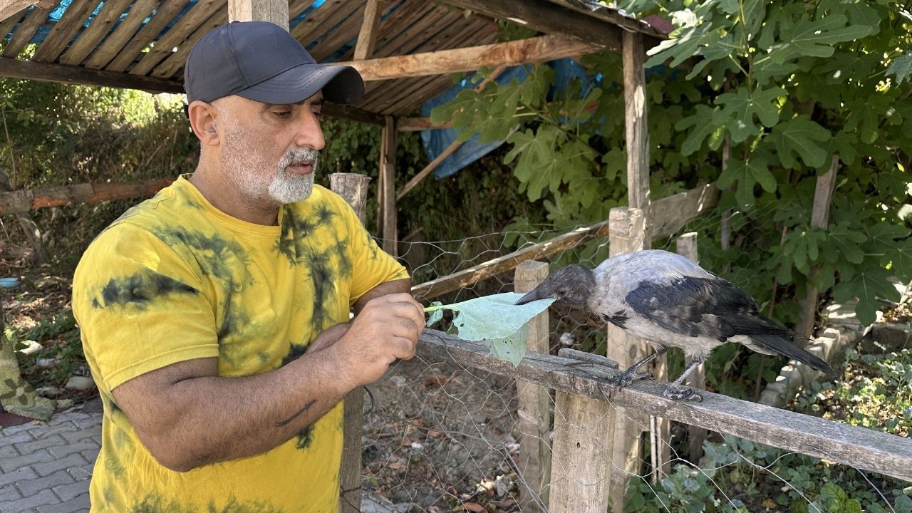 Kastamonu’da Topal Karga Mahallelinin Göz Bebeği Oldu (4)