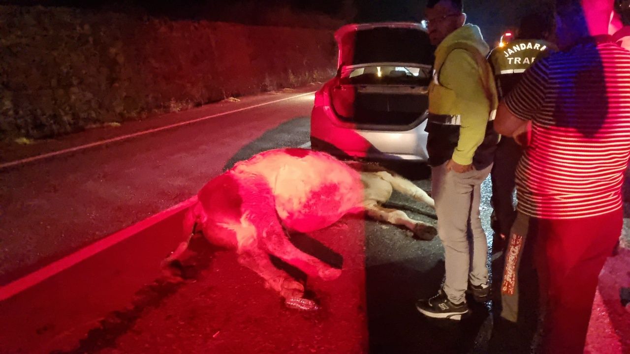 Köy Yolunda Kaza! Otomobilin Çarptığı Büyükbaş Hayvan Telef Oldu