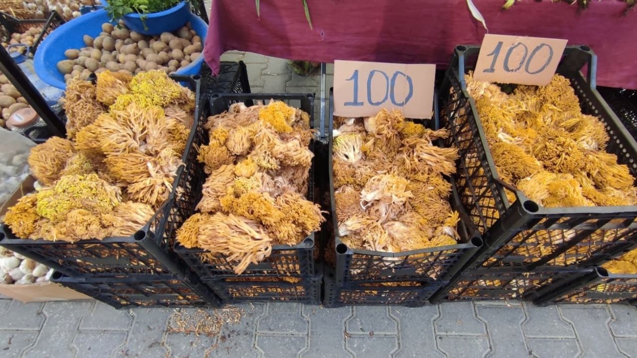 Mantar Pazar (1)