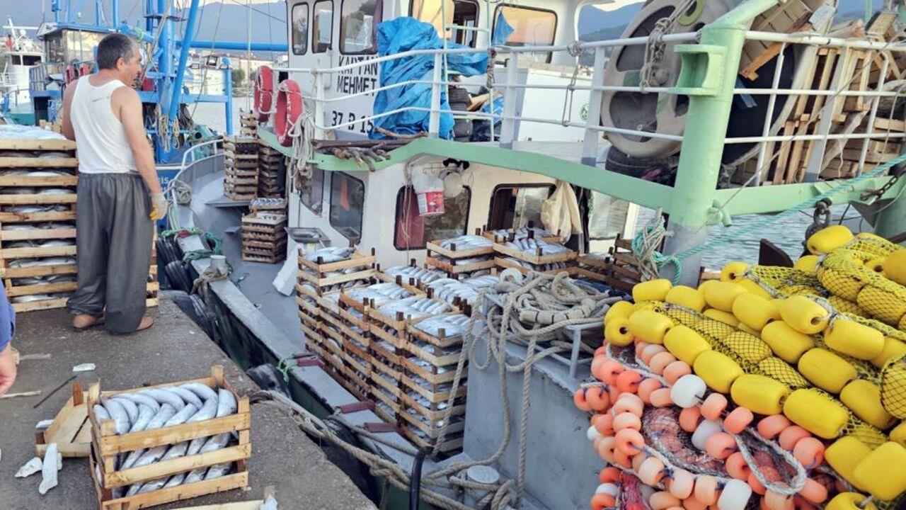 Palamut Görüntü Bolluk (2)