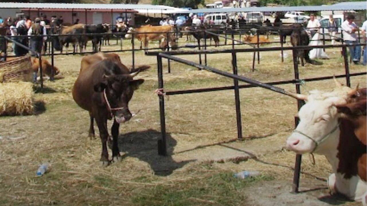 Taşköprü Hayvan Pazarı Şok Karar