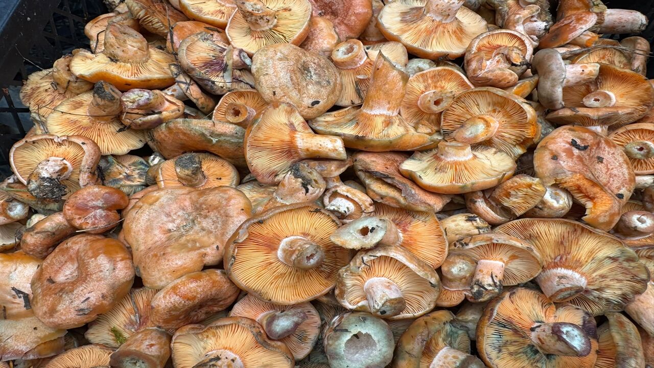 Taşköprü Kanlıca Mantarı 150 Lina (3)