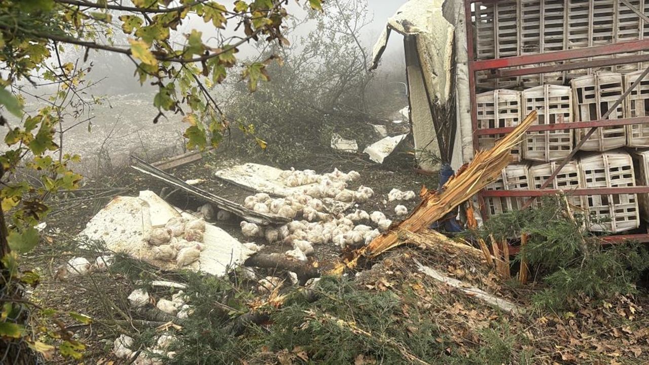 Tavuklar Telef Oldu (1)