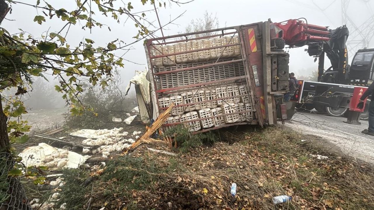Tavuklar Telef Oldu (2)