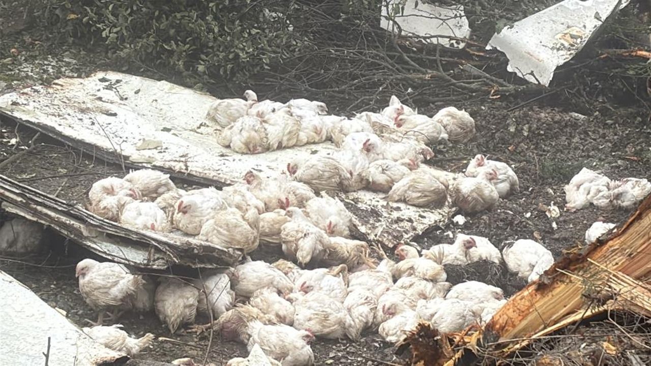 Tavuklar Telef Oldu (3)