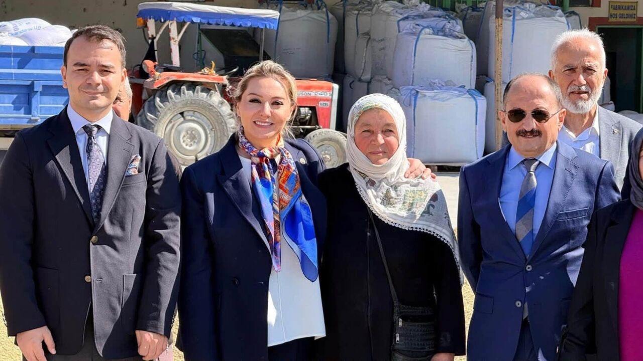 Tosya Pirinç Hasat Serap Çeltik (1)