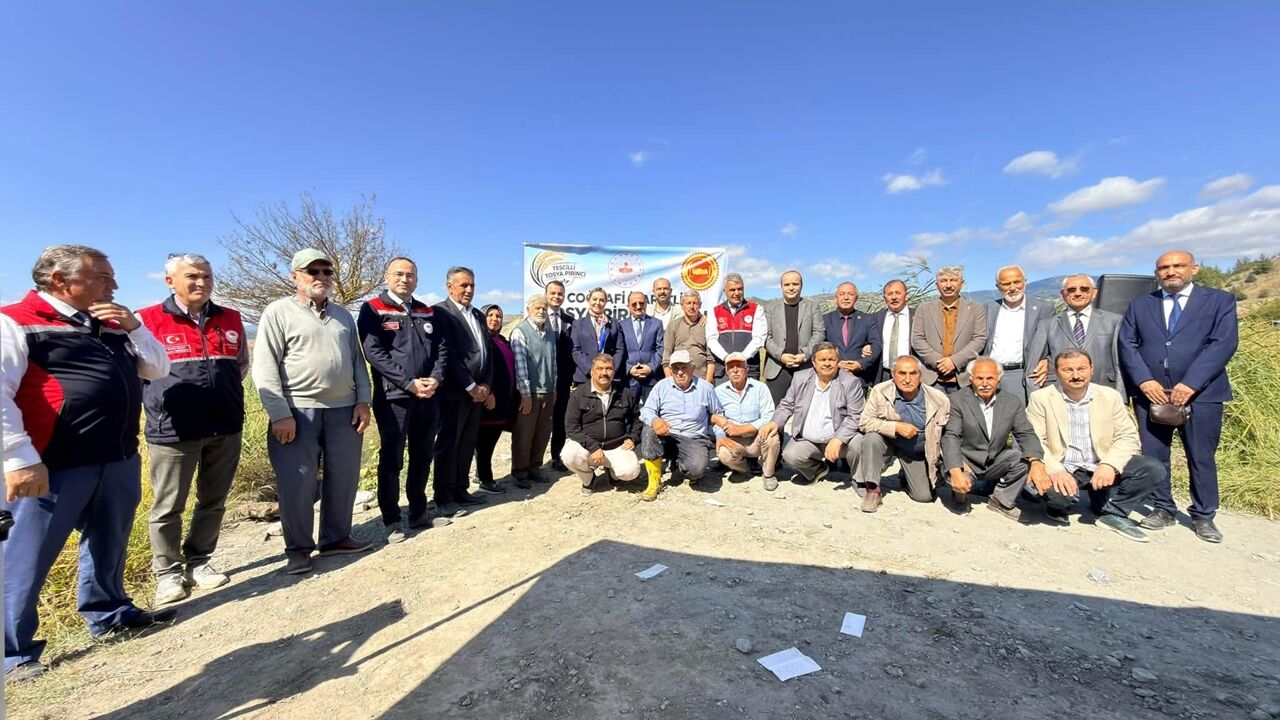 Tosya Pirinç Hasat Serap Çeltik (3)