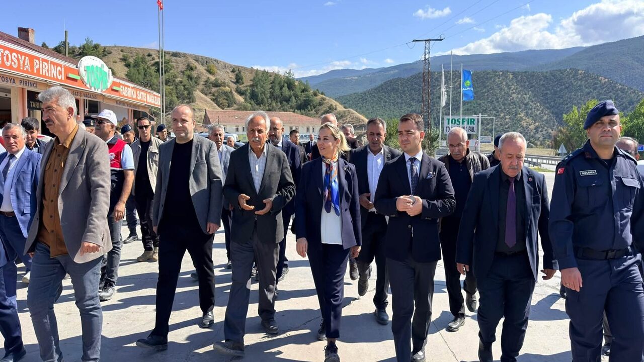 Tosya Pirinç Hasat Serap Çeltik (4)