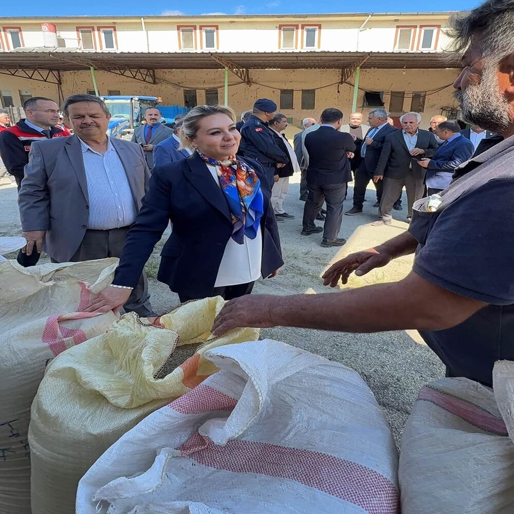 Tosya Pirinç Hasat Serap Çeltik (6)