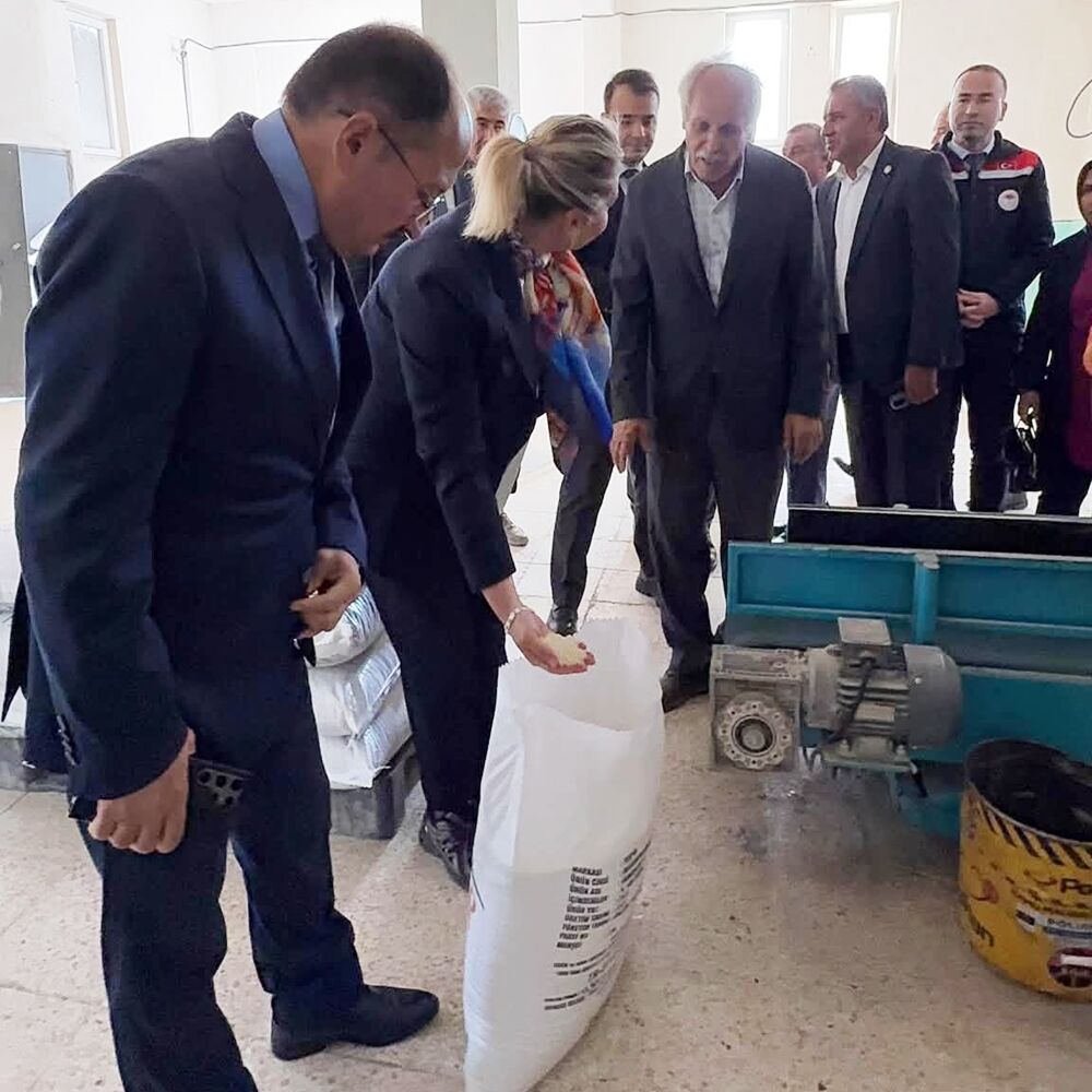 Tosya Pirinç Hasat Serap Çeltik (7)