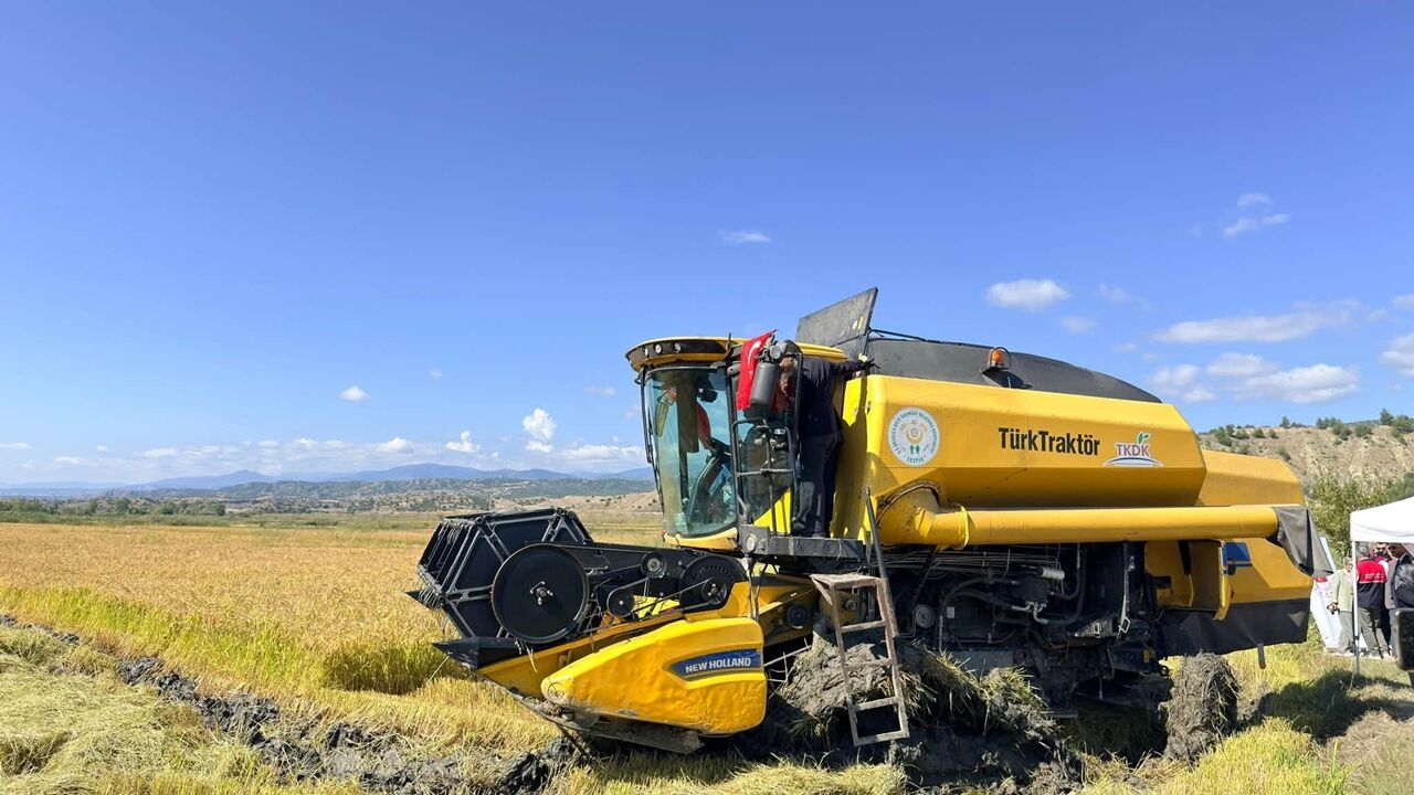 Tosya Pirinç Hasat Serap Çeltik (9)