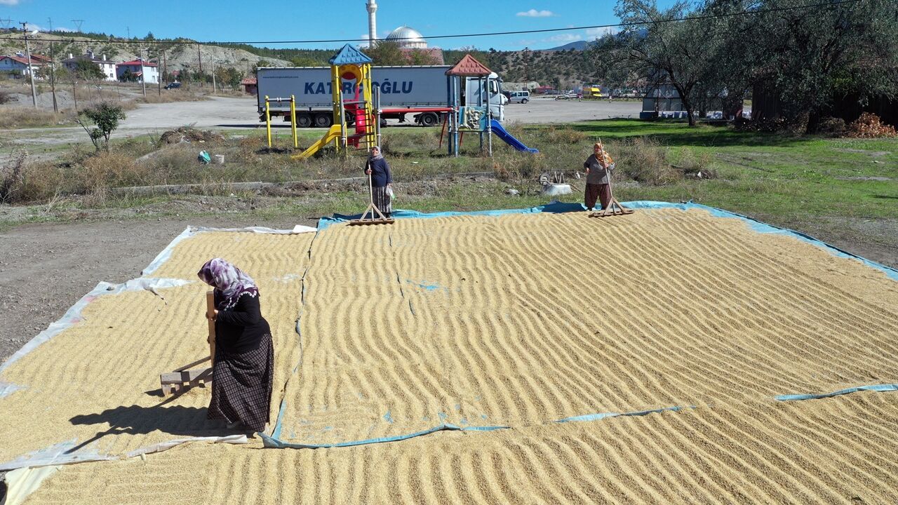 Tosya Pirinci Çeltik Hasat (7)