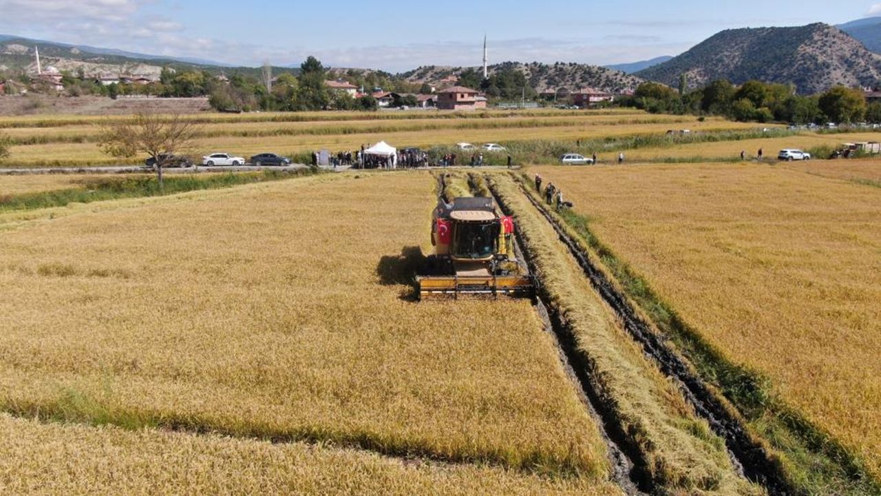 Tosya’da pirincinde hasat sürüyor: Üreticinin en büyük sorunu su