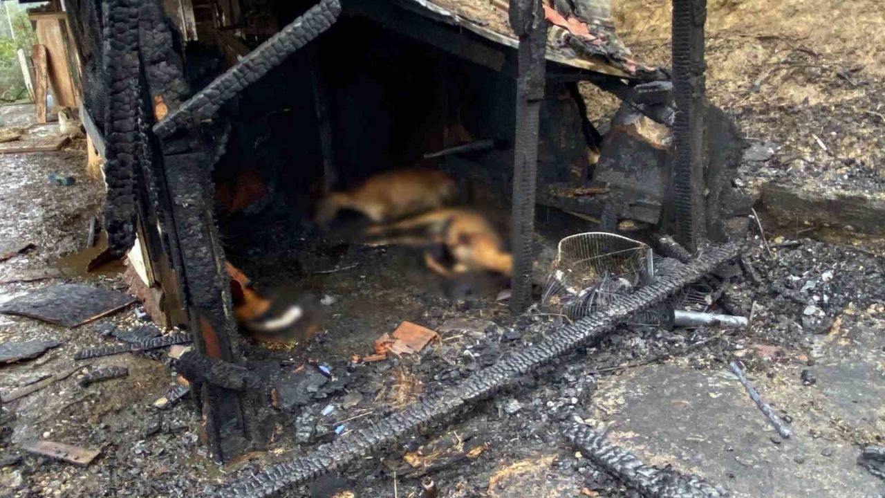 Yangın Ahırı Küle Çevirdi! 34 Hayvan Telef Oldu (1)