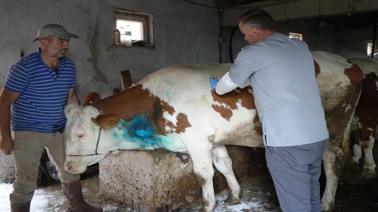 Yemek Borusu Hamile Inek Ameliyat (2)