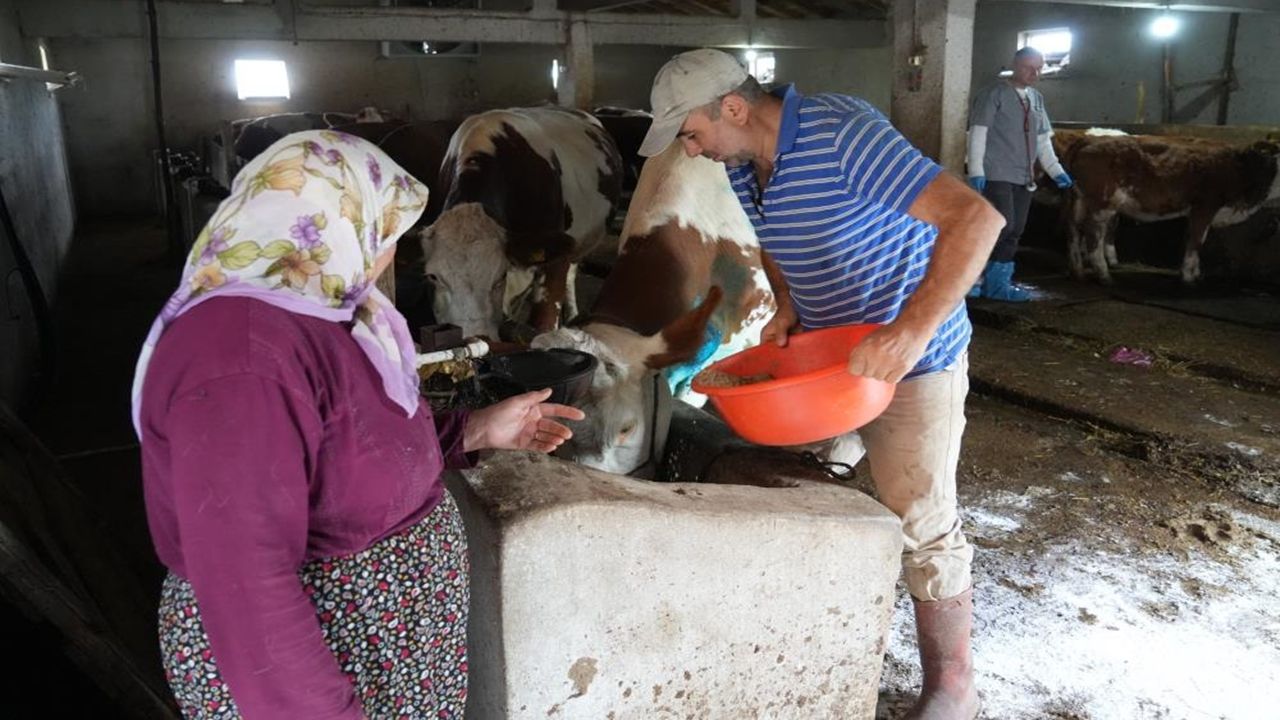 Yemek Borusu Hamile Inek Ameliyat (4)